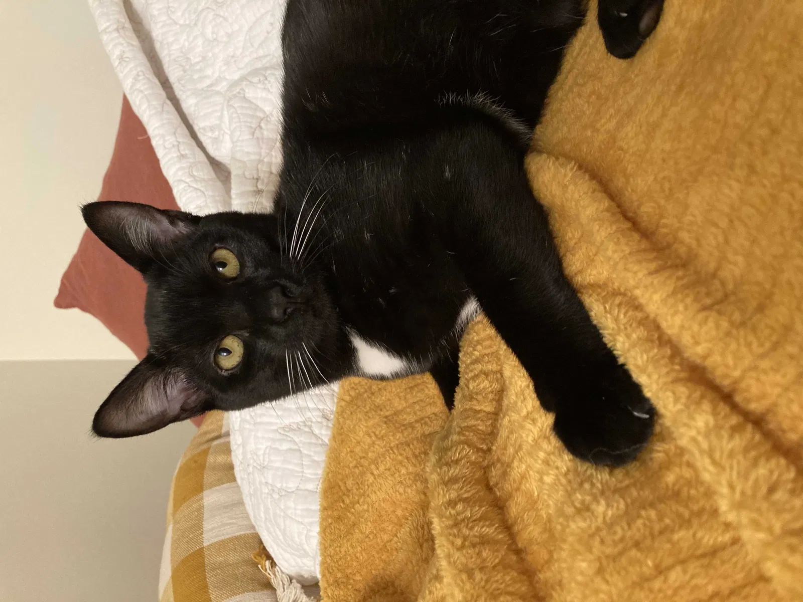 Lost cat in Lexington, SC, 29072