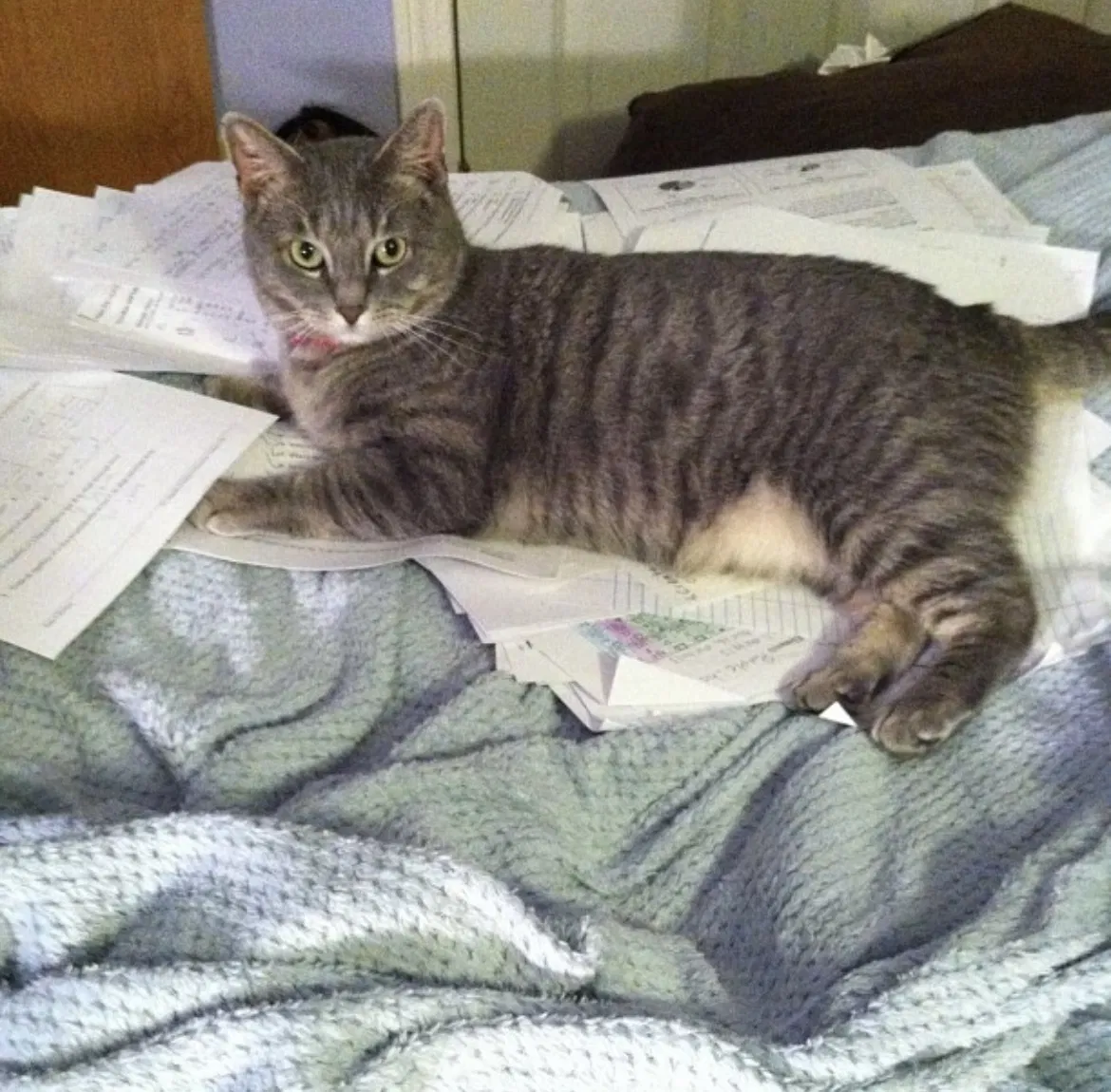 Lost cat in Colchester, CT, 6415