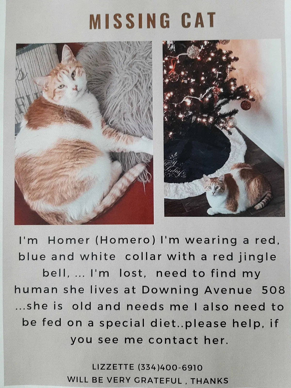 Lost cat in Edinburg, TX, 78539
