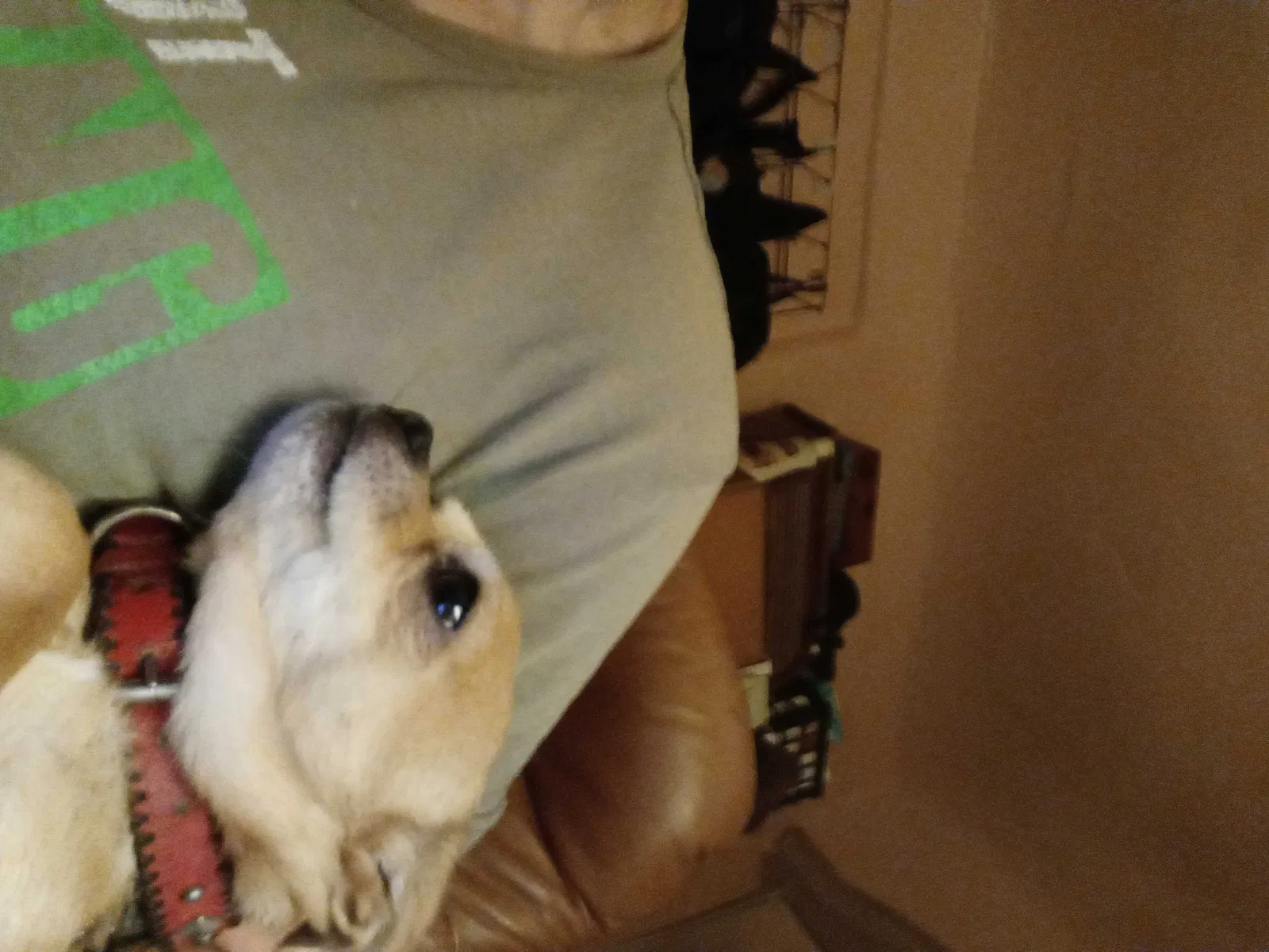 Lost dog in Casa Grande, AZ, 85122
