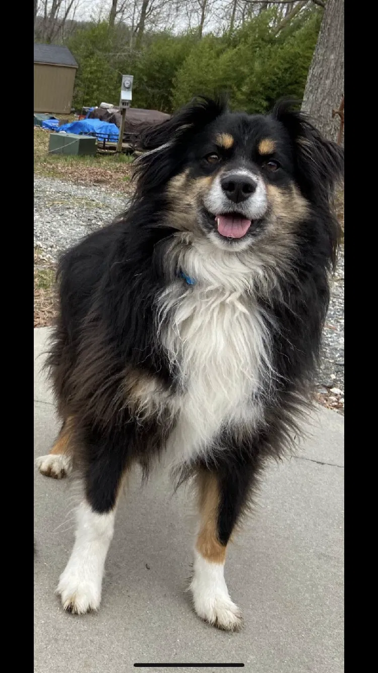 Lost dog in High Point, NC, 27265
