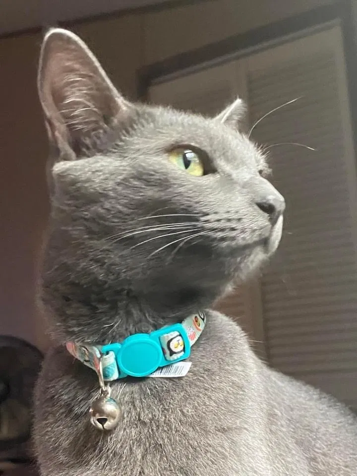 Lost cat in Ellabell, GA, 31308