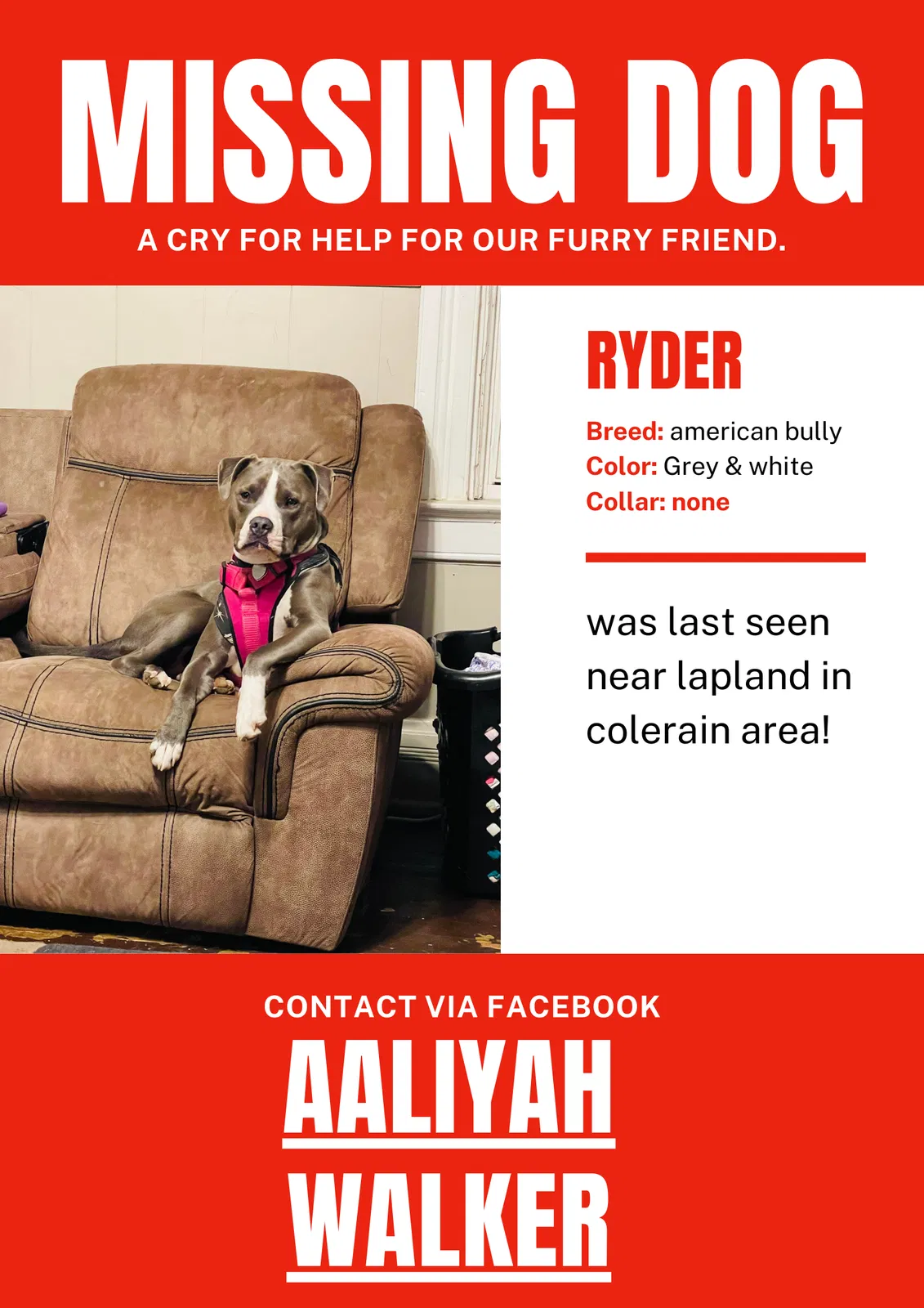 Lost dog in Cincinnati, OH, 45239