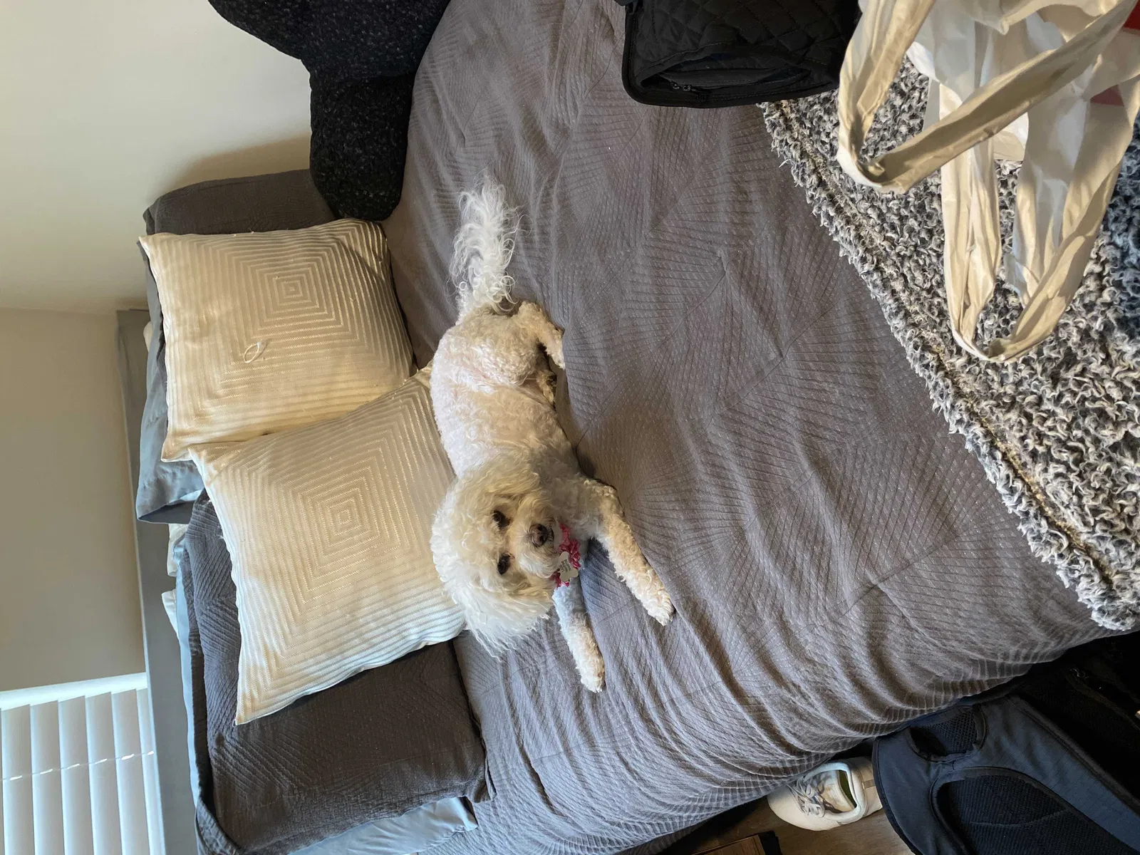 Lost dog in Charlotte, NC, 28262