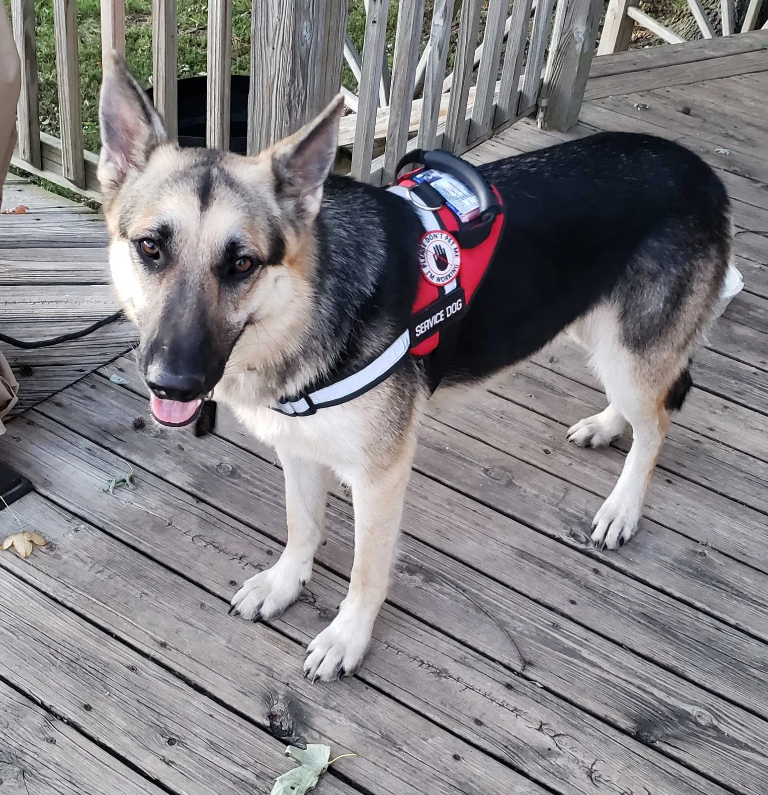 Lost dog in Purdy, MO, 65734