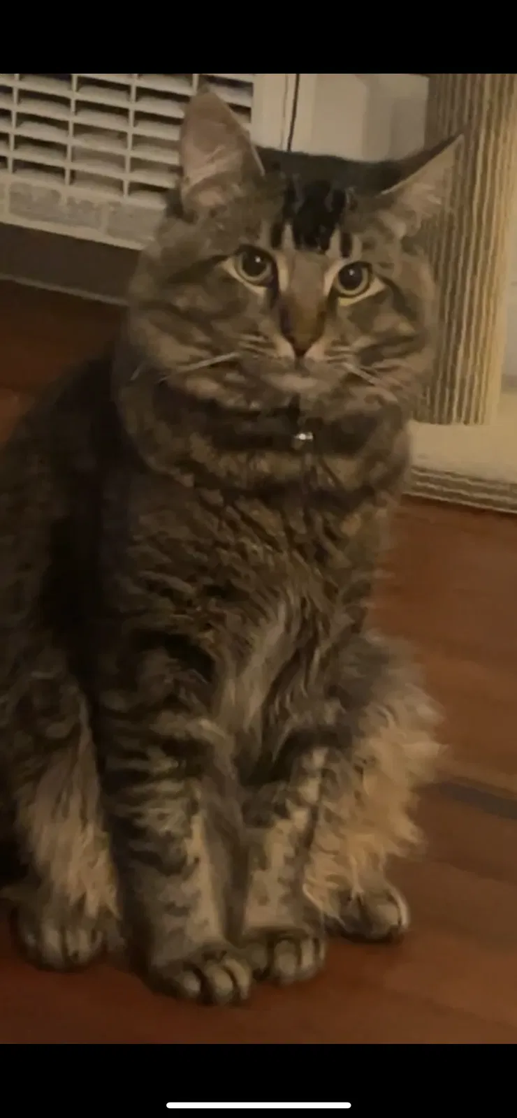 Lost cat in Sacramento, CA, 95820