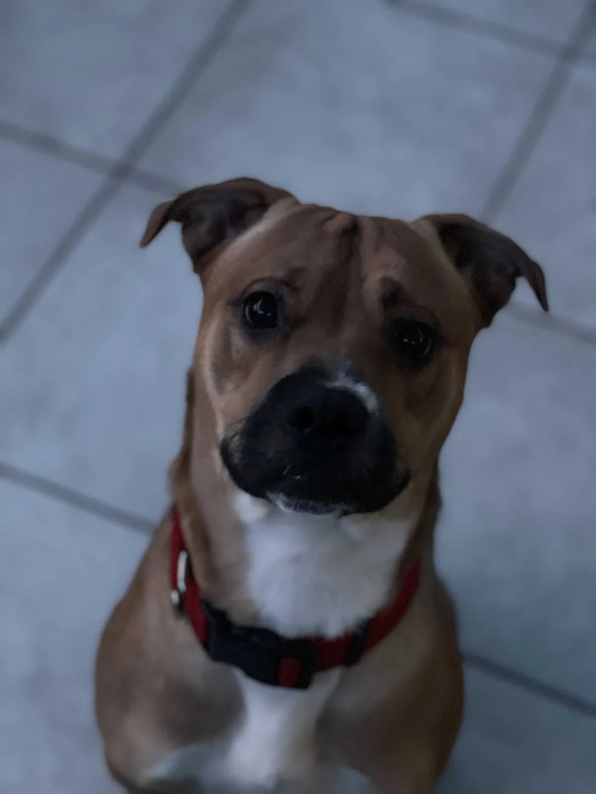 Lost dog in Fresno, CA, 93704