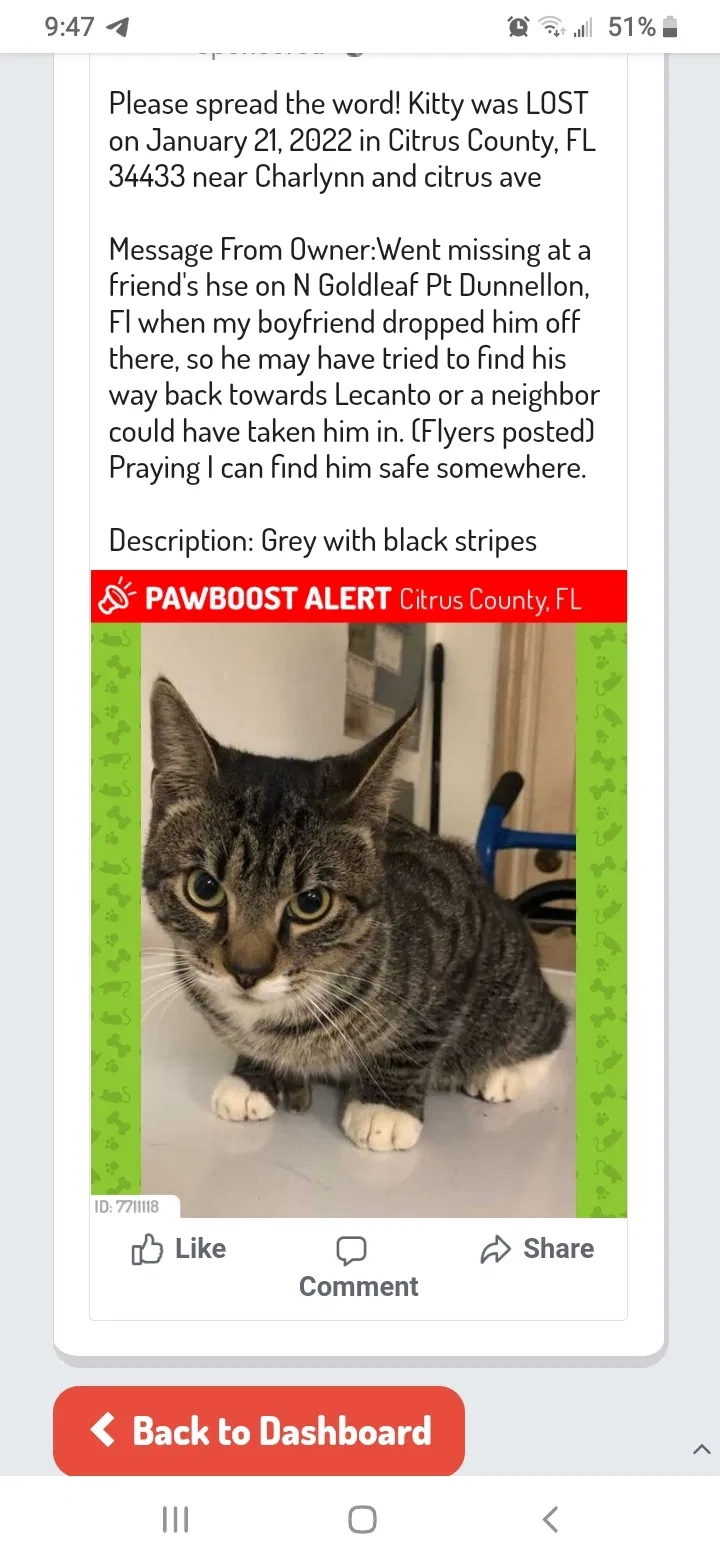 Lost cat in Dunnellon, FL, 34433
