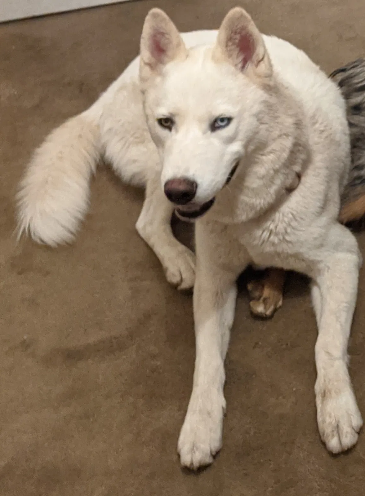 Lost dog in Tucson, AZ, 85712