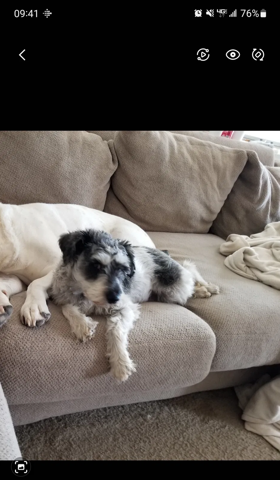 Lost dog in Corrales, NM, 87048