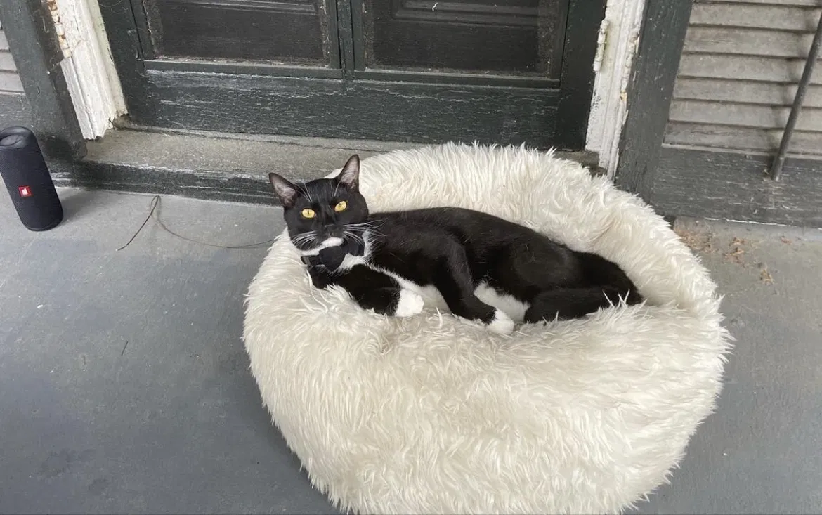 Lost cat in Charleston, SC, 29401