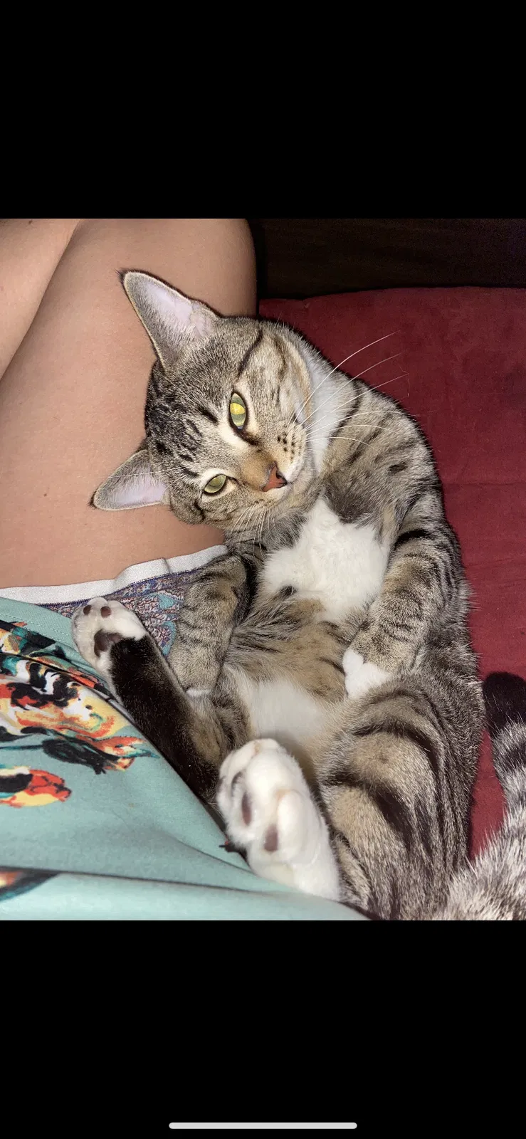 Lost cat in Edmond, OK, 73034