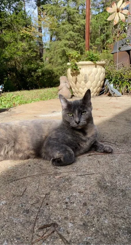 Lost cat in Newnan, GA, 30265