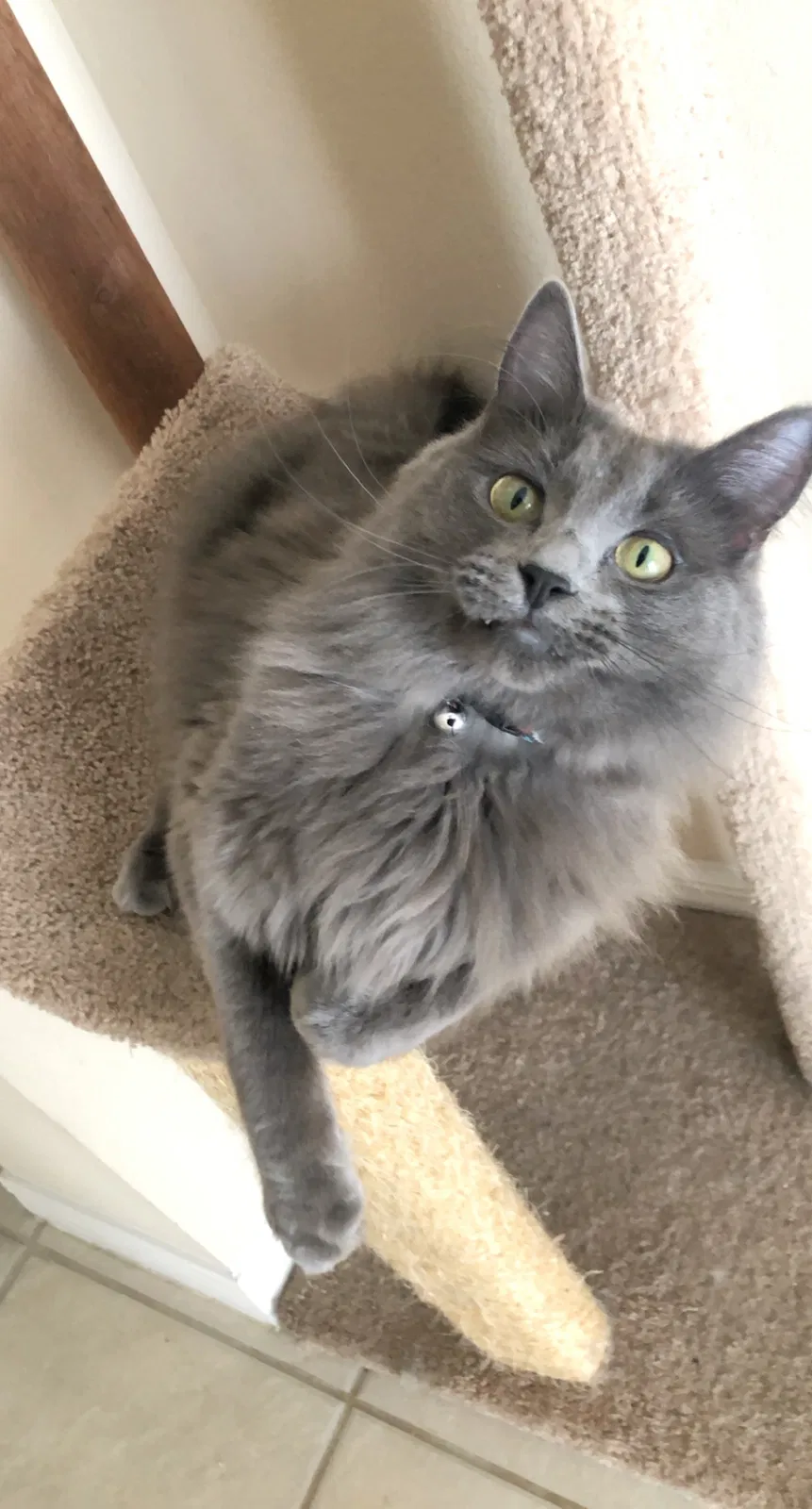Lost cat in Ocoee, FL, 34761