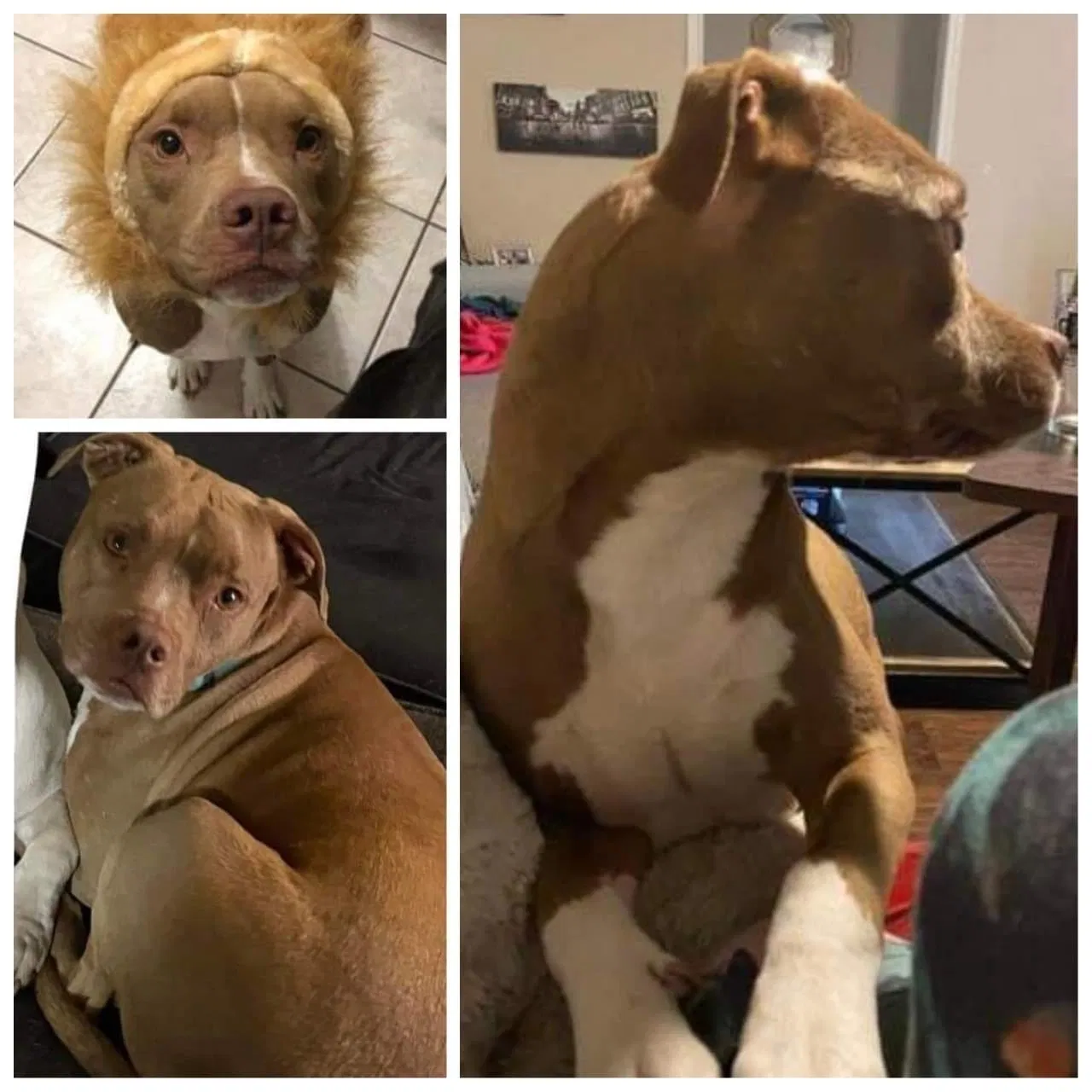 Lost dog in Orange, TX, 77630