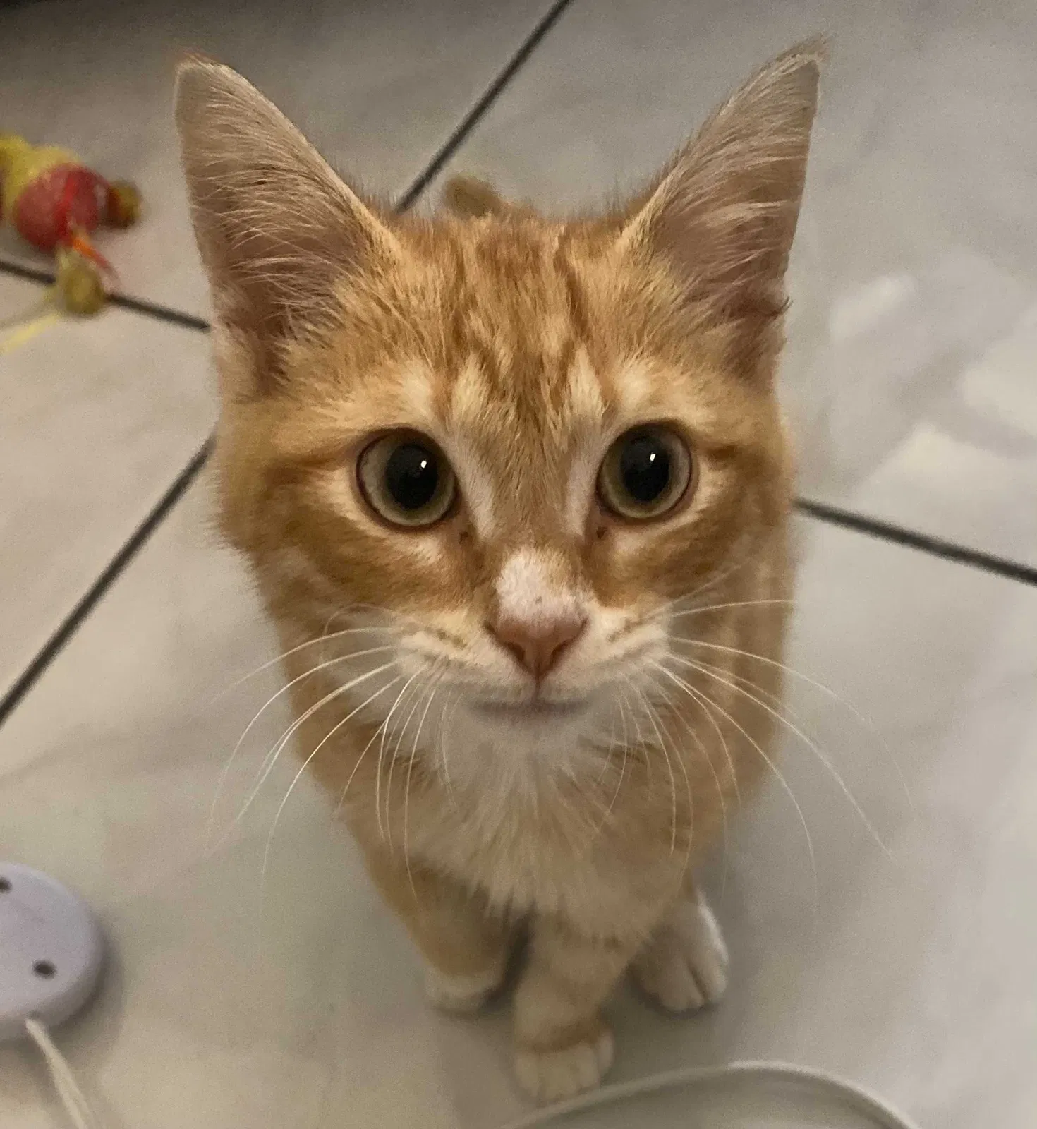Lost cat in Lake Worth, FL, 33467