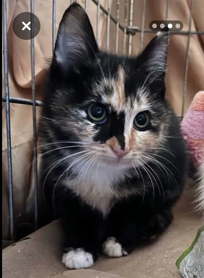 Lost cat in Phoenix, AZ, 85041