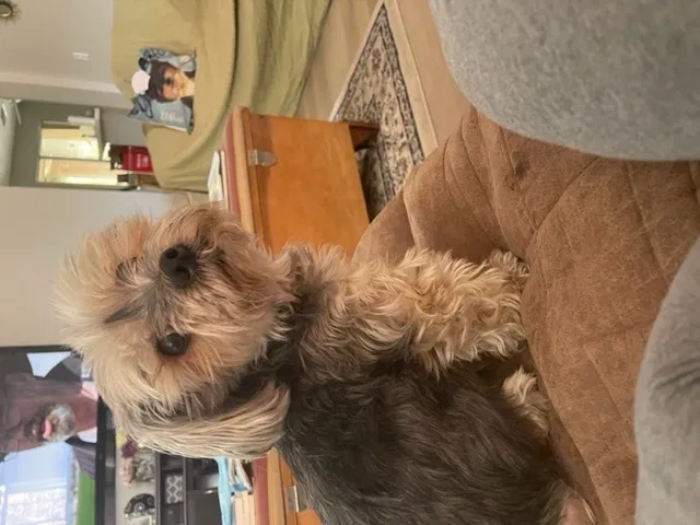 Lost dog in Las Vegas, NV, 89146