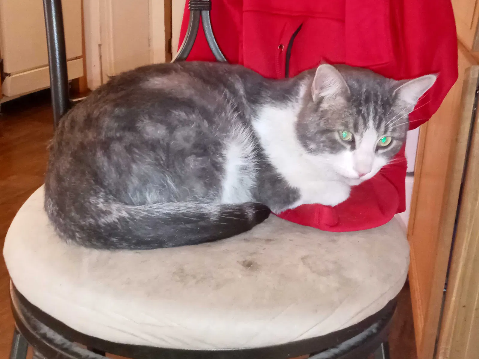 Lost cat in Glendale, AZ, 85301