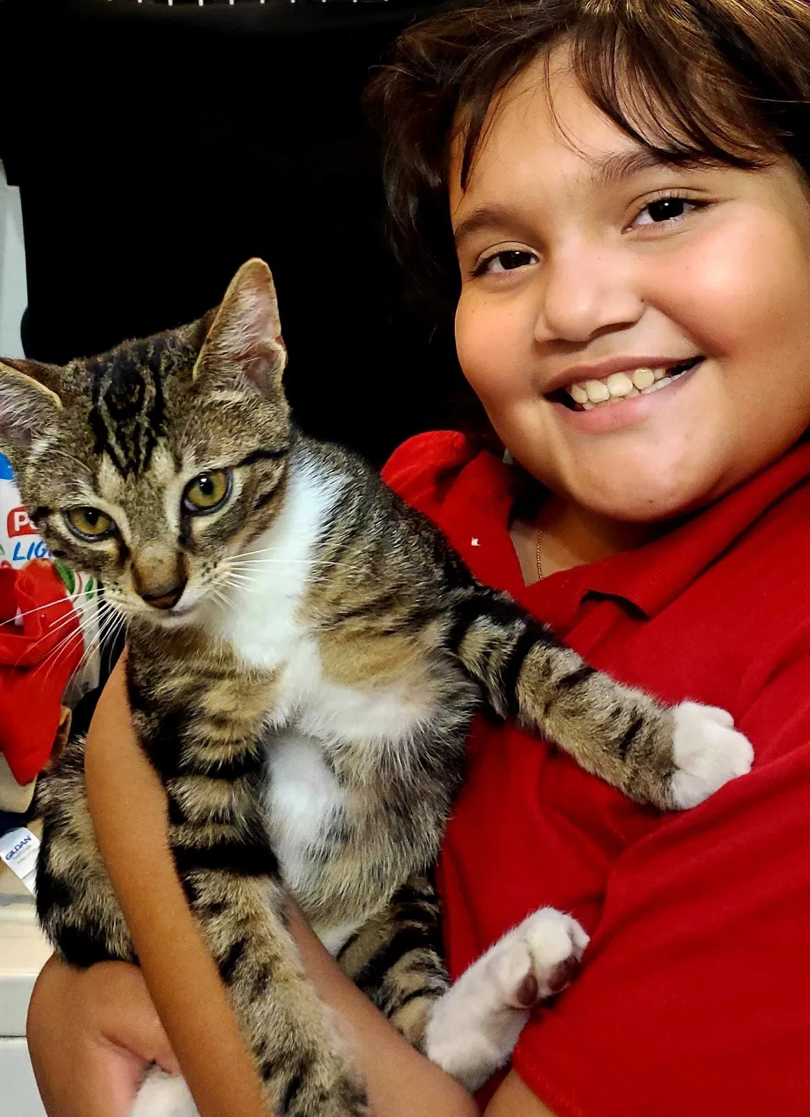 Lost cat in Miami, FL, 33184
