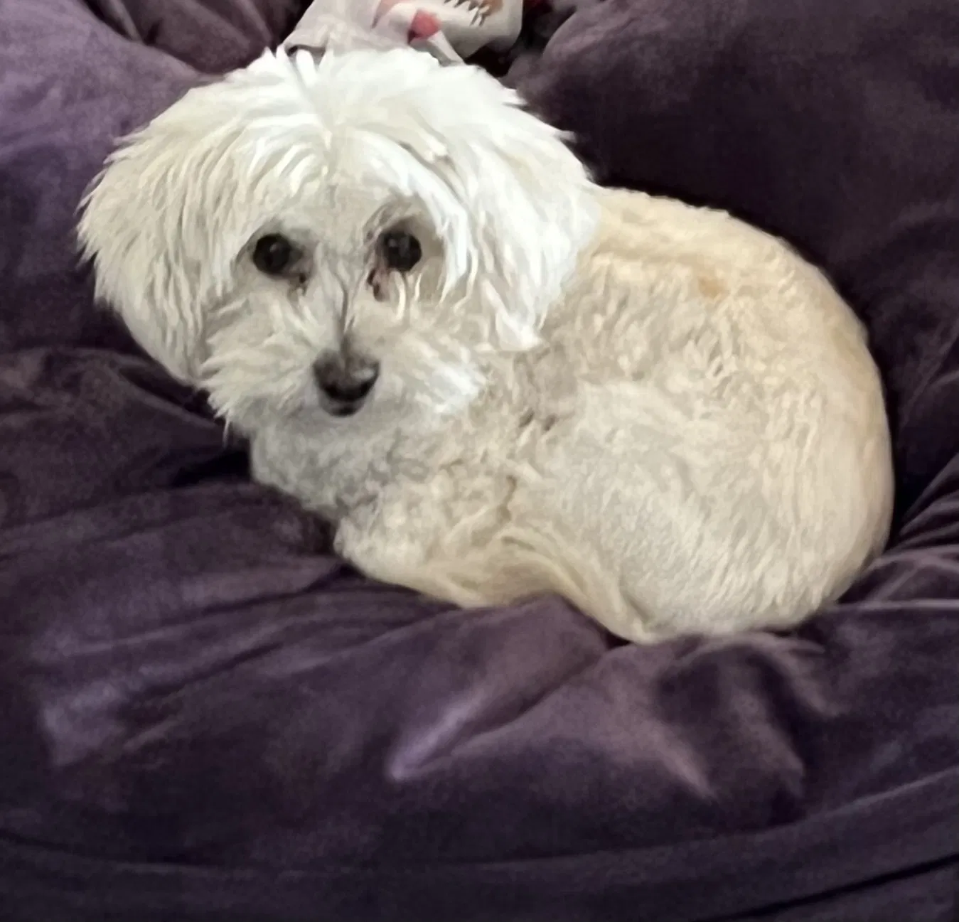 Lost dog in Tucson, AZ, 85746