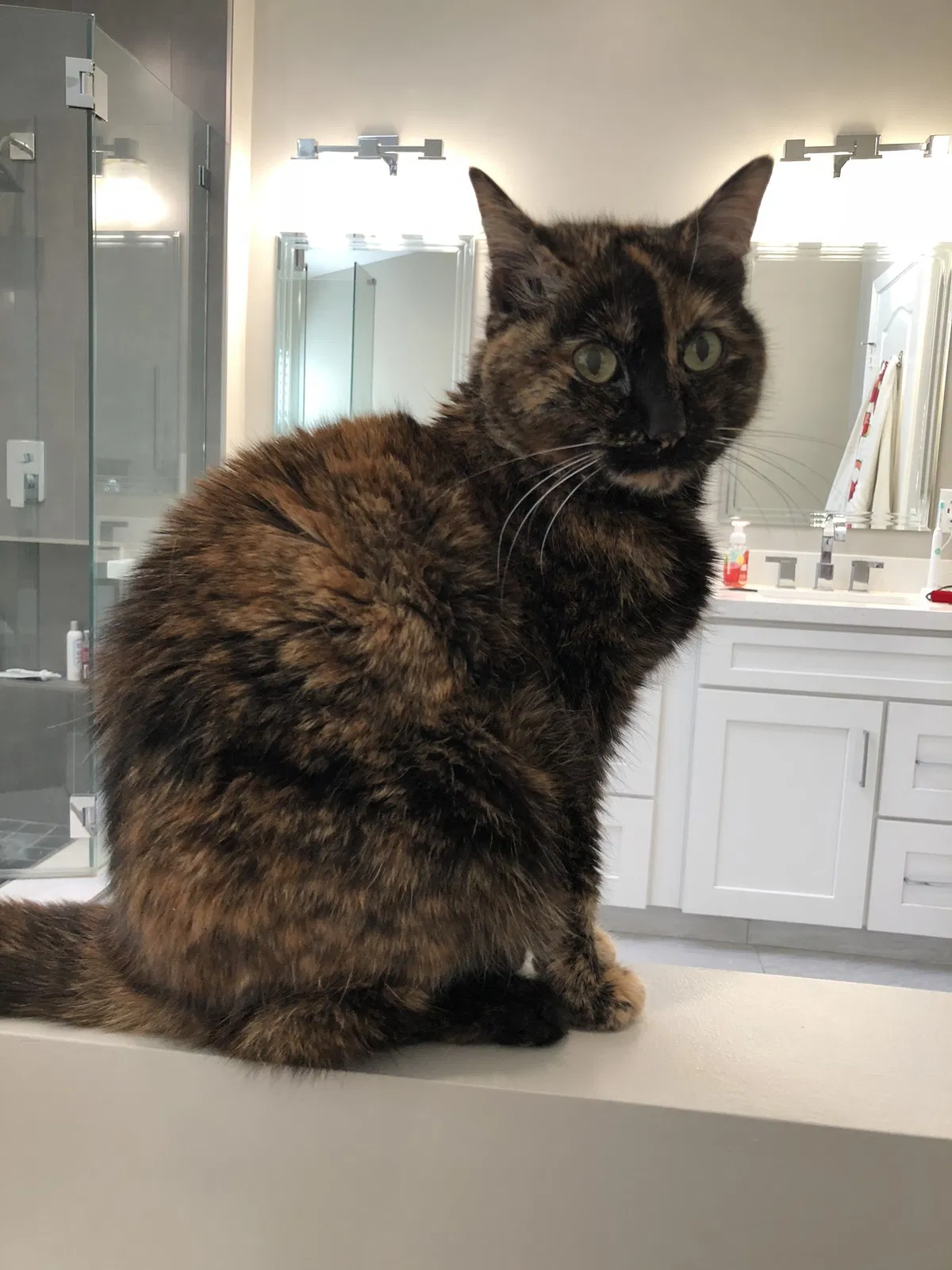 Lost cat in Yorba Linda, CA, 92887