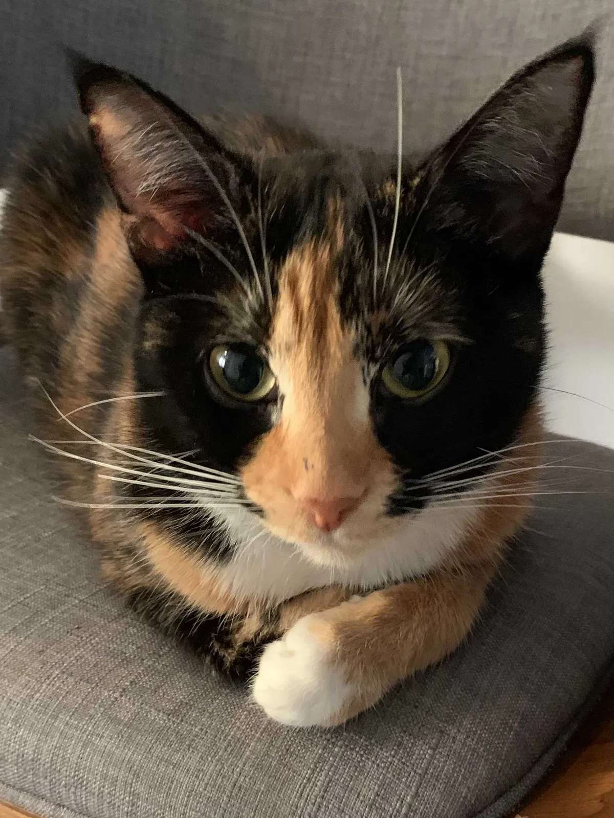 Lost cat in Murfreesboro, TN, 37129