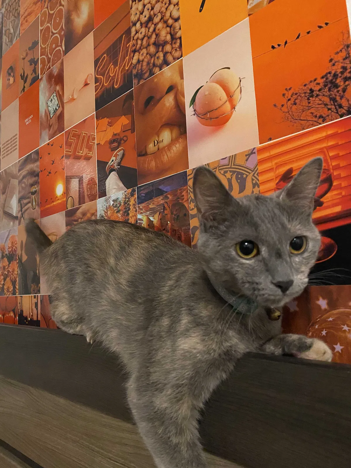 Lost cat in Denver, CO, 80221