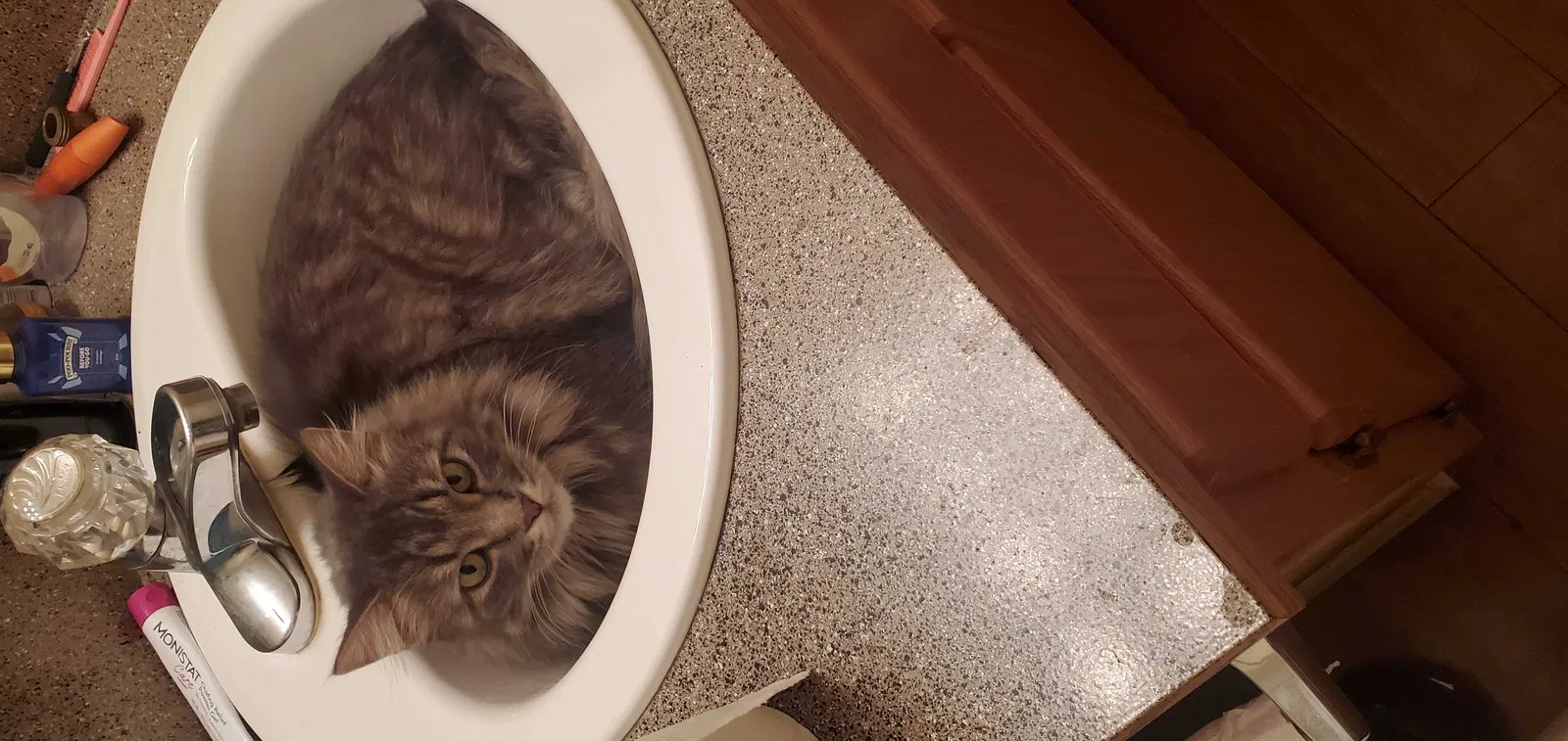 Lost cat in Portland, OR, 97223