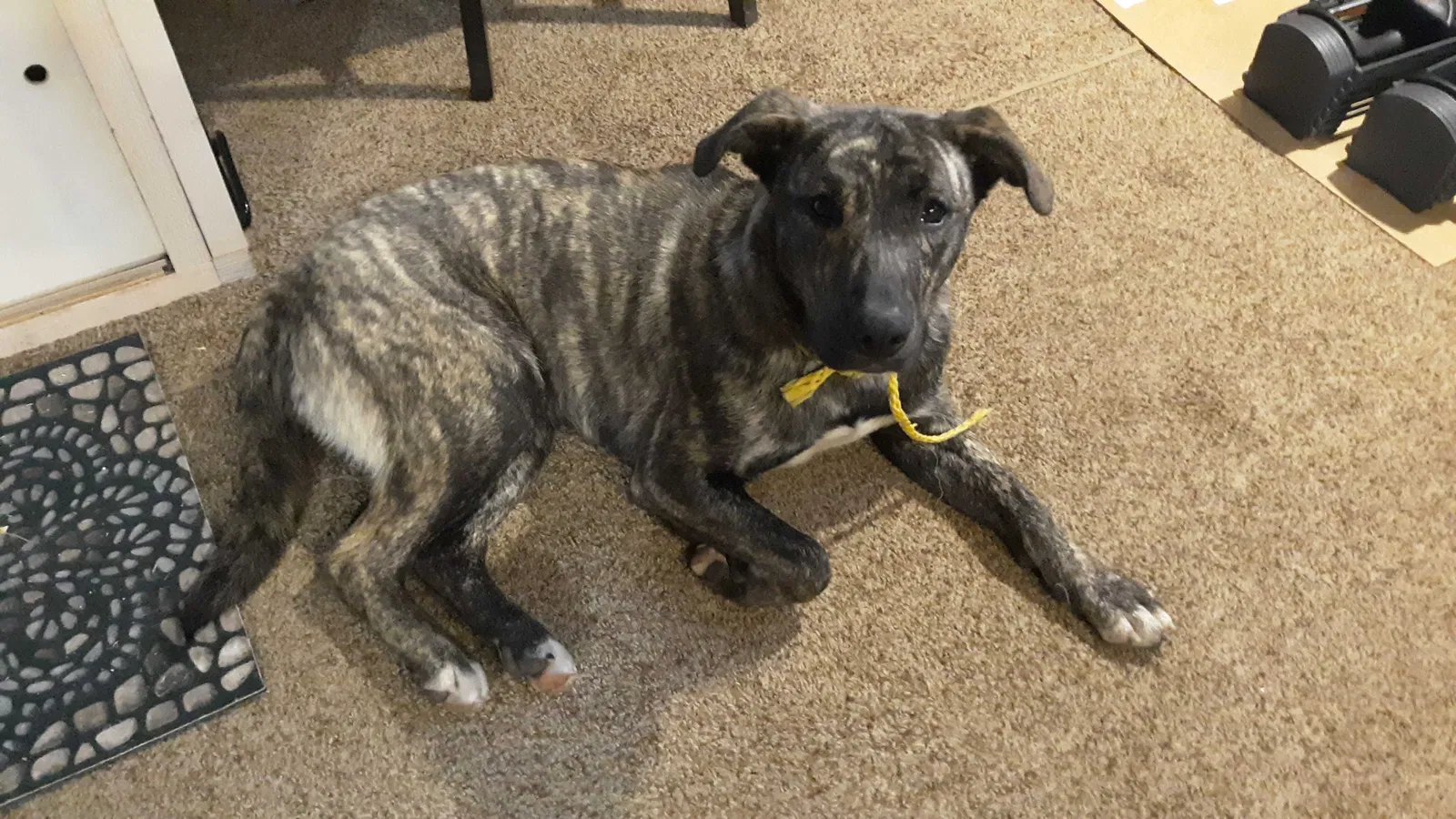 Found dog in Winslow, AR, 72959