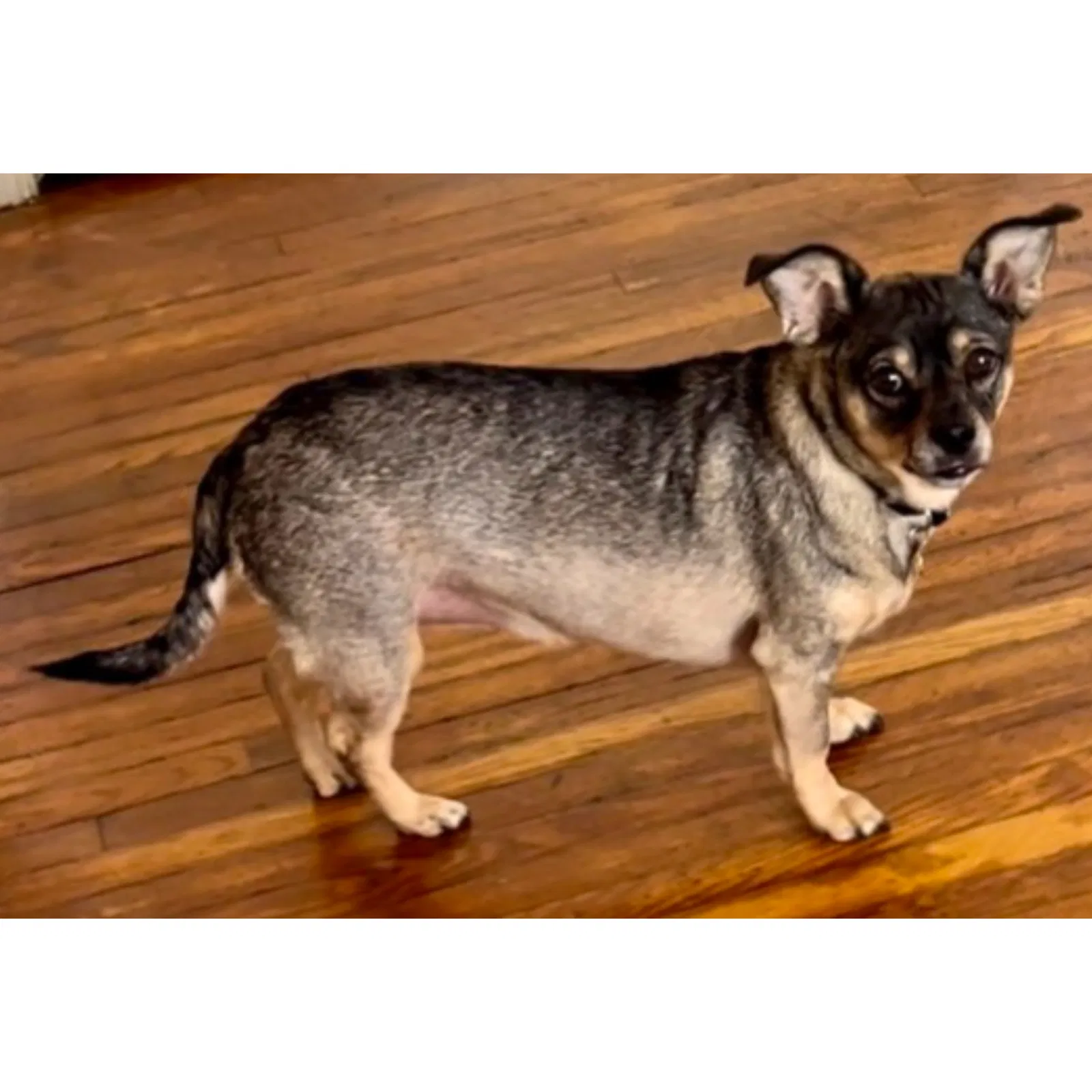 Lost dog in Los Angeles, CA, 90068