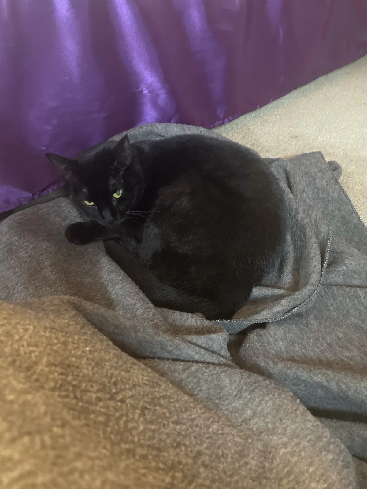 Lost cat in Fort Worth, TX, 76132