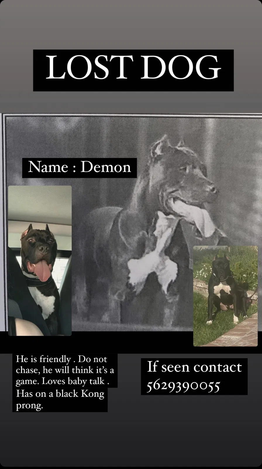 Lost dog in Long Beach, CA, 90805