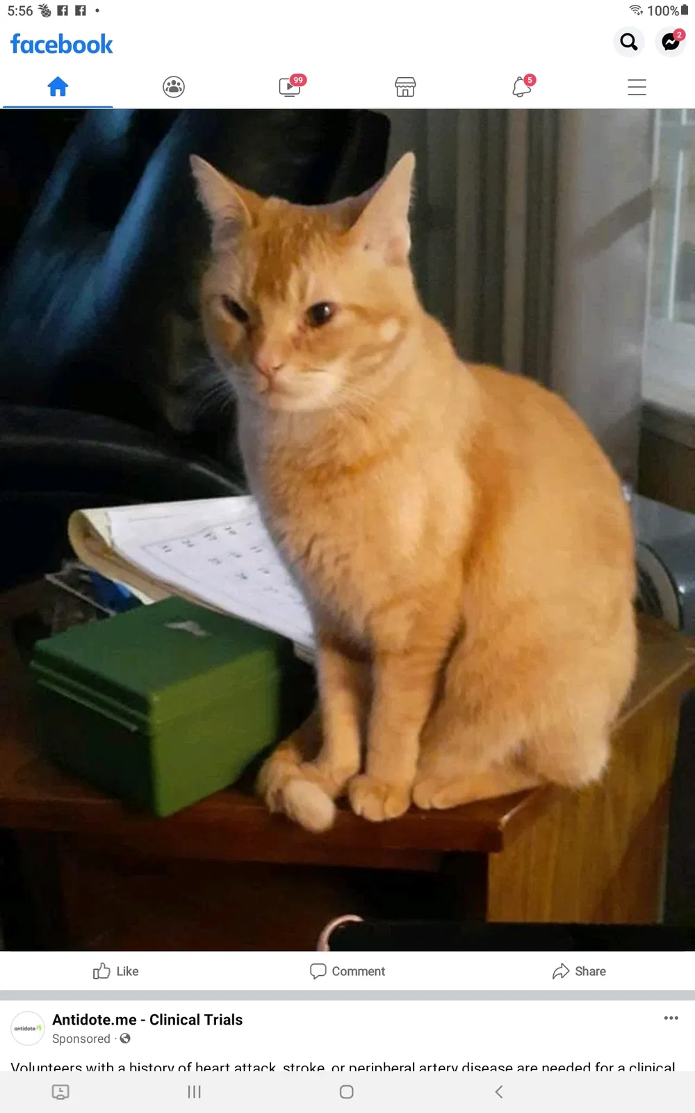 Lost cat in Moreno Valley, CA, 92553