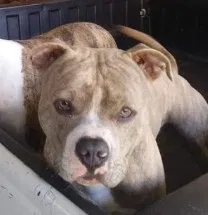 Lost dog in Kingsport, TN, 37663