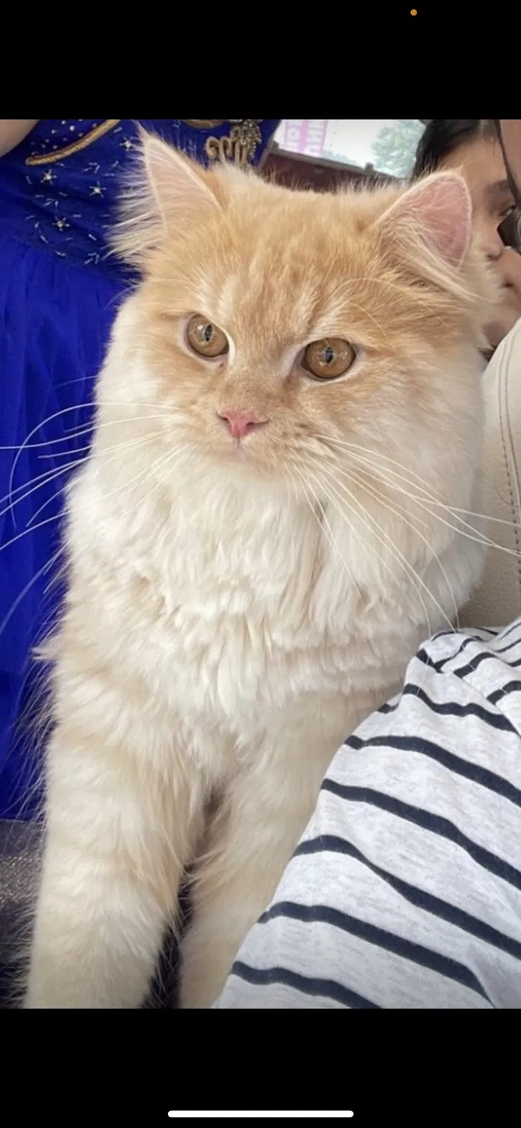 Lost cat in Hollis, NY, 11423