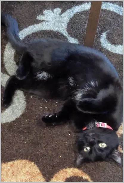 Lost cat in Catawba, SC, 29704