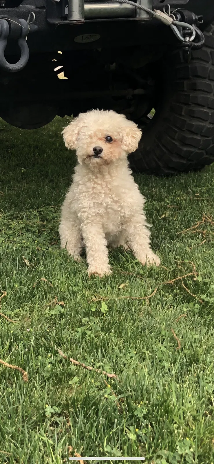 Lost dog in Fort Worth, TX, 76114