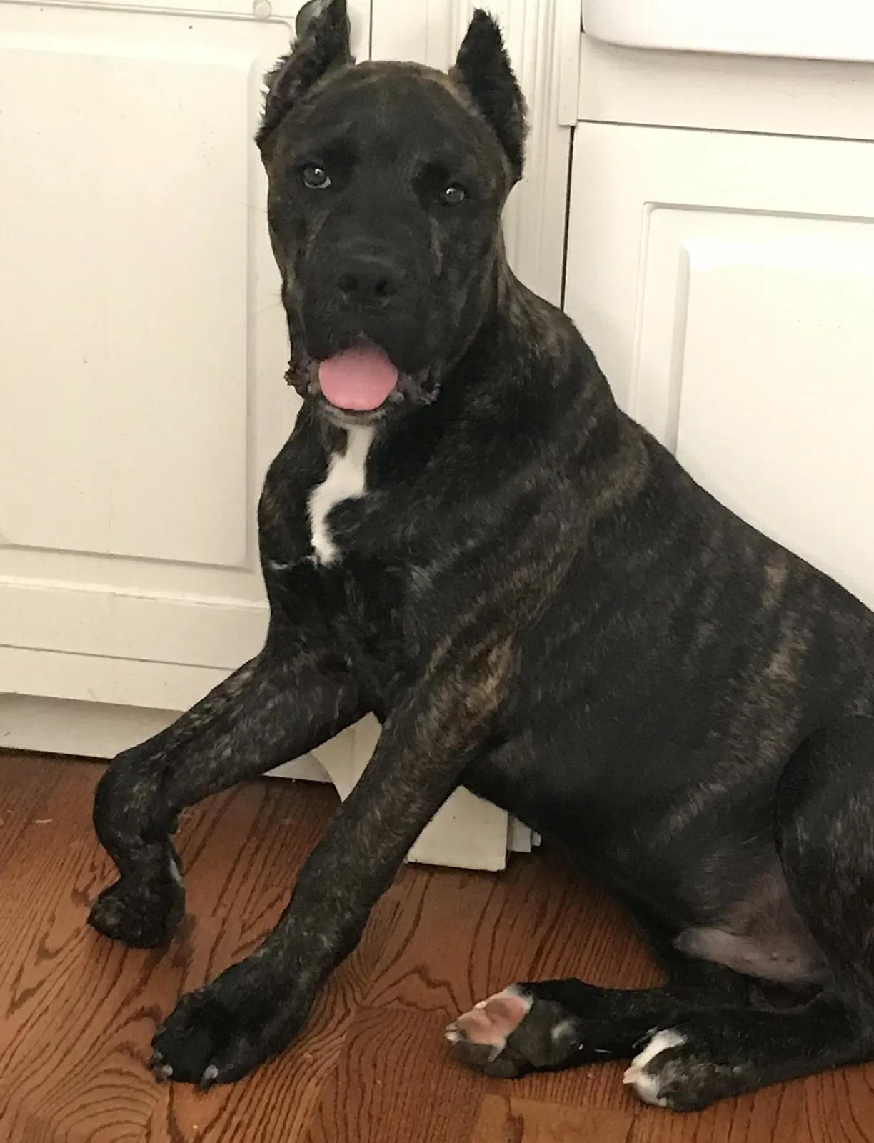 Lost dog in Sanford, NC, 27330