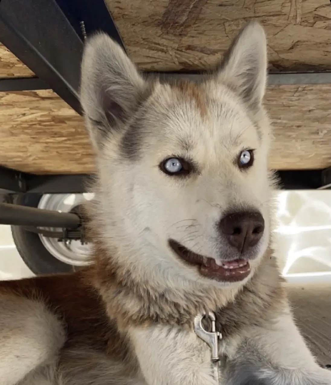 Lost dog in Salt Lake City, UT, 84128