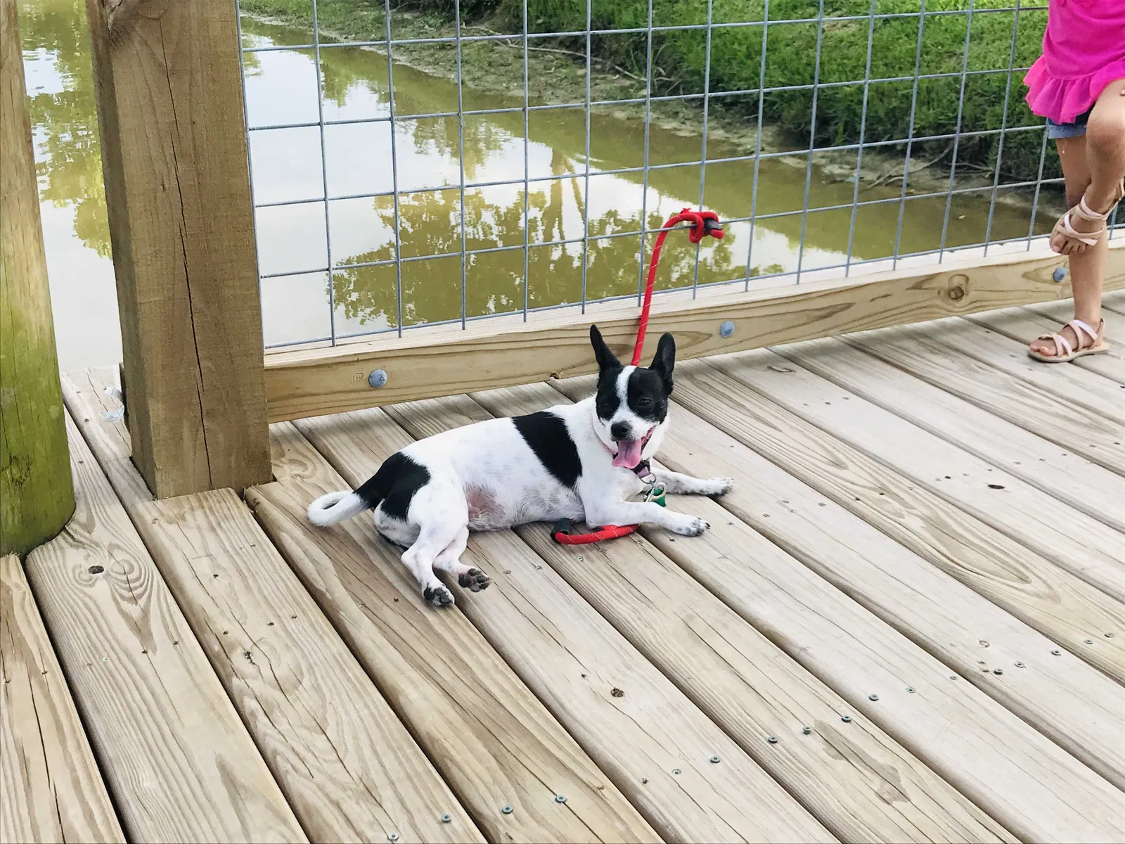 Lost dog in Houston, TX, 77064