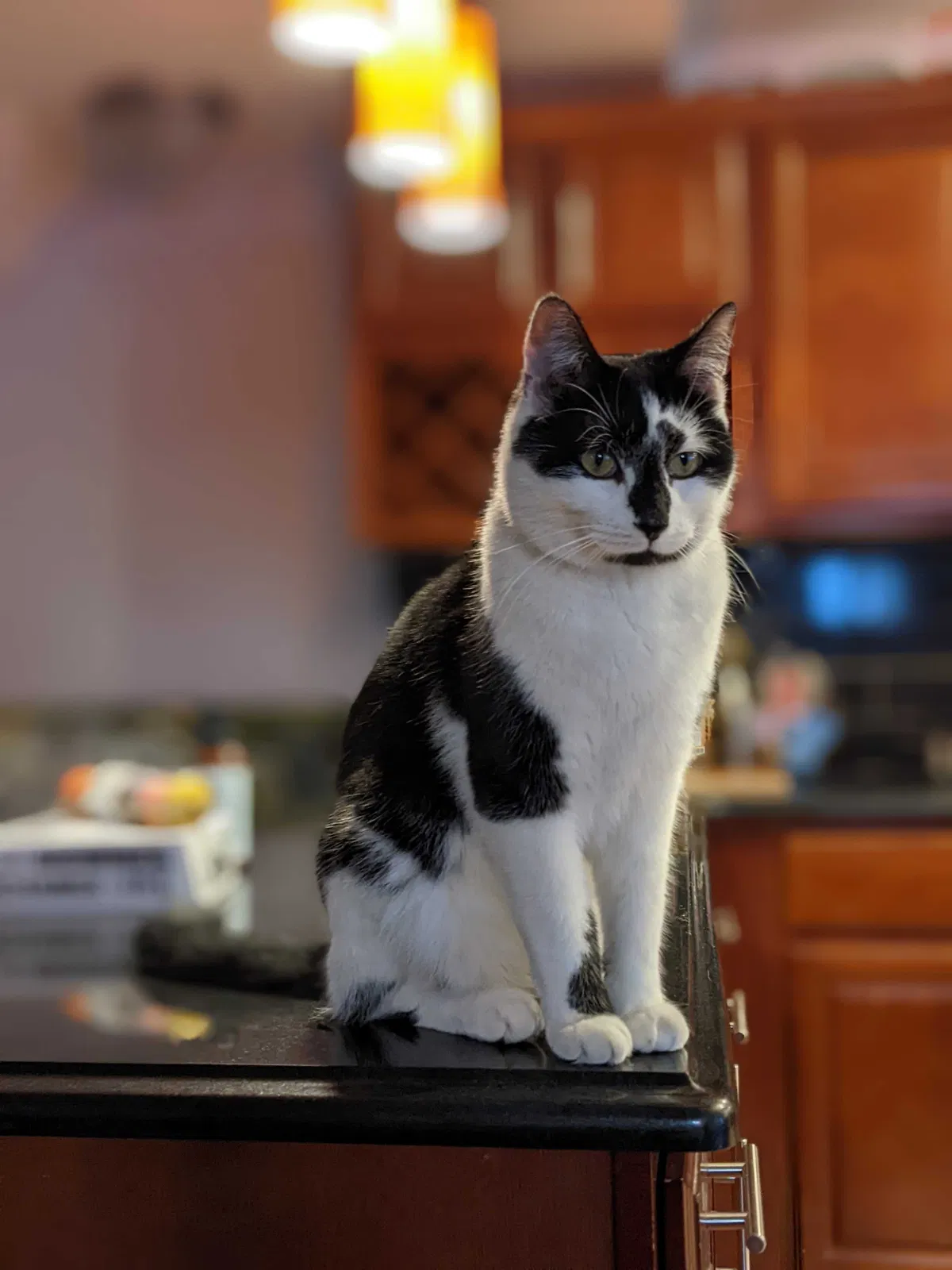 Lost cat in Brooklyn, NY, 11221