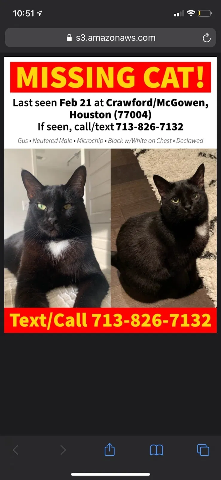 Lost cat in Houston, TX, 77004