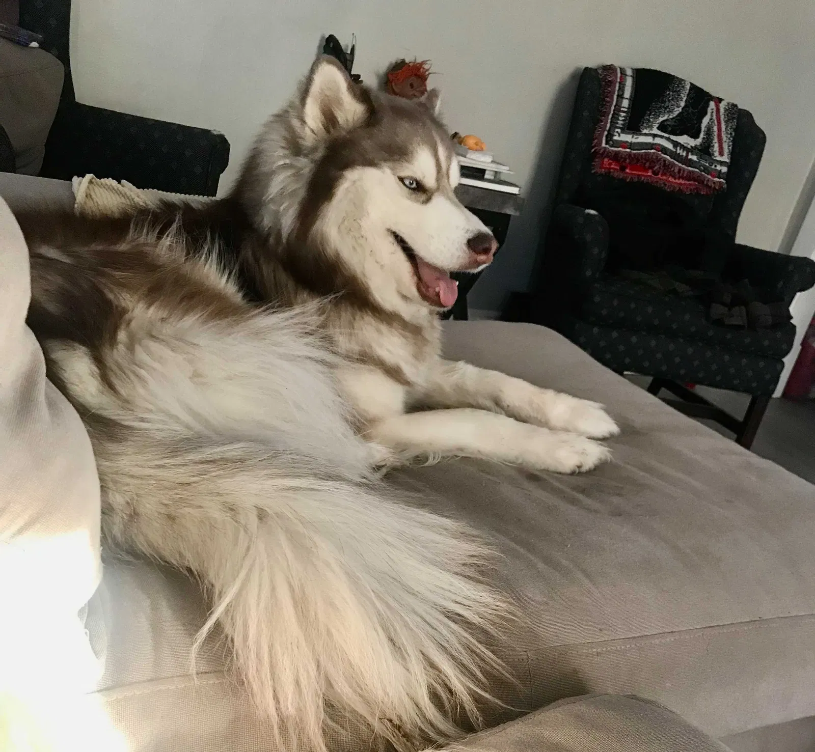 Lost dog in Kansas City, MO, 64123