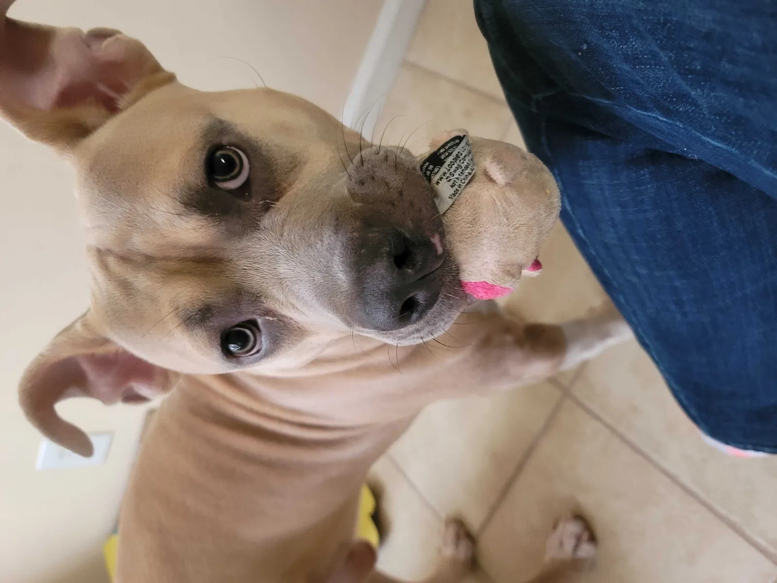 Found dog in New Bern, NC, 28560