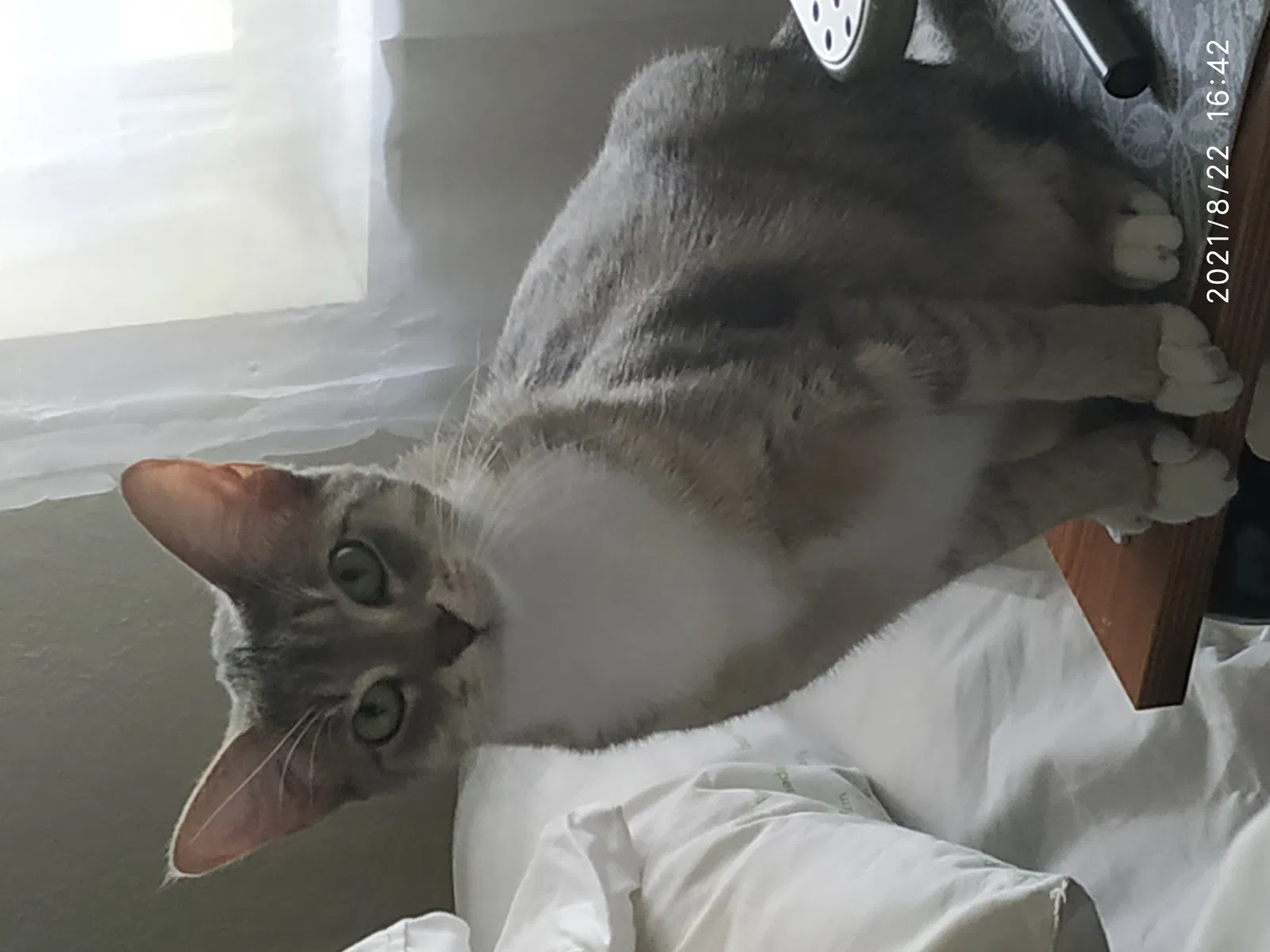 Lost cat in Fort Lauderdale, FL, 33304
