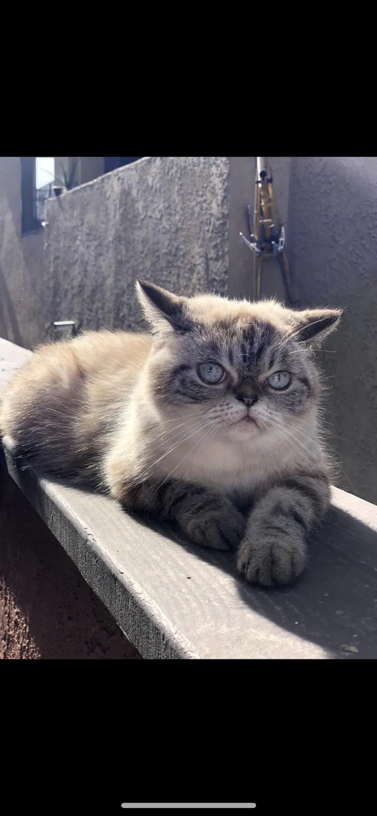 Lost cat in Long Beach, CA, 90804