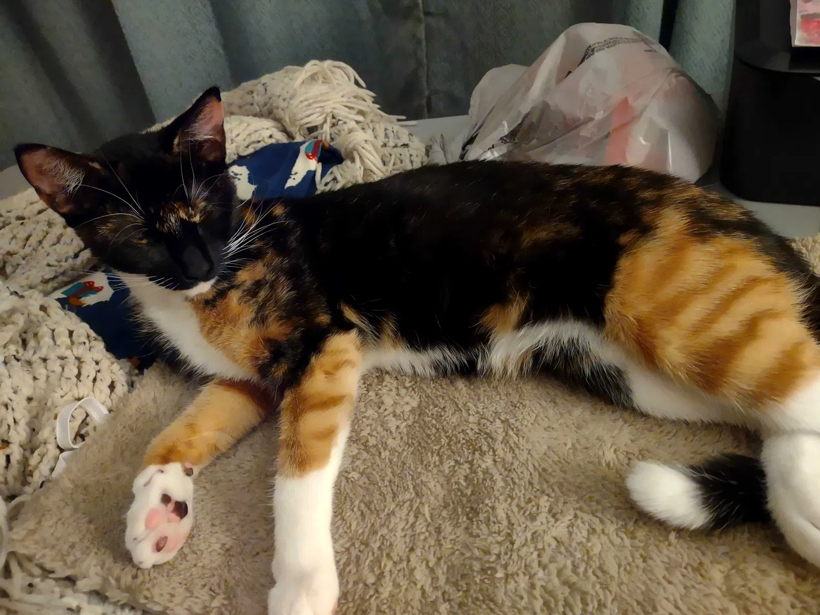 Lost cat in Slidell, LA, 70460