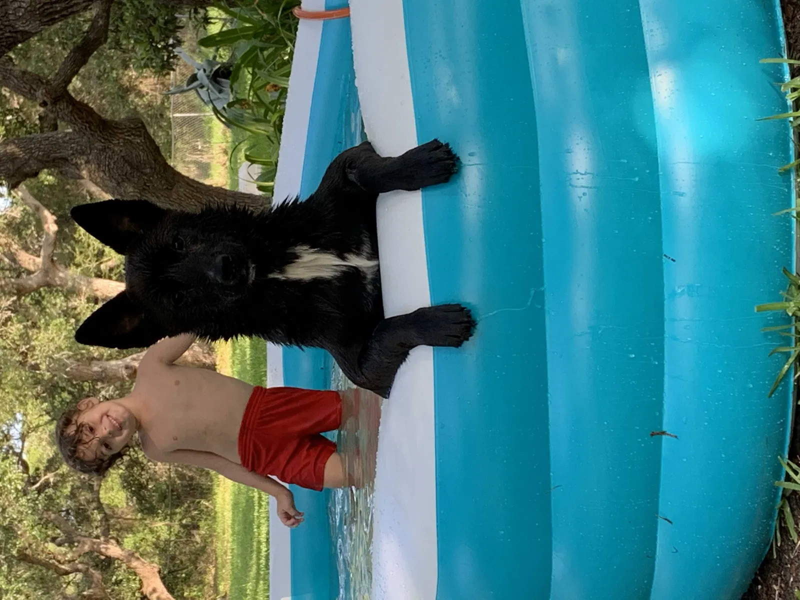 Lost dog in Ingleside, TX, 78362
