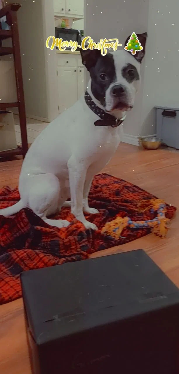 Lost dog in Needville, TX, 77461